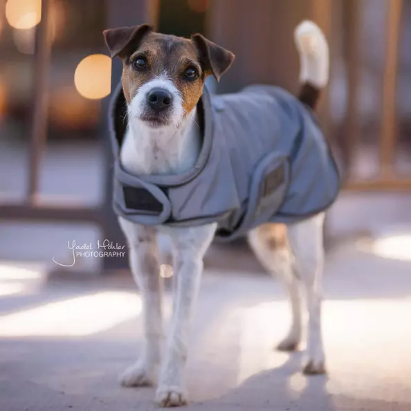 Kentucky Dog Coat Reflective & Water Repellent