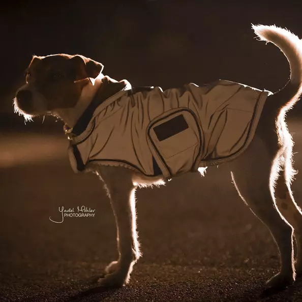 Kentucky Dog Coat Reflective & Water Repellent